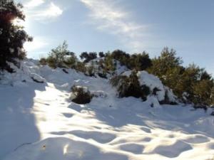 غابات بلدية 