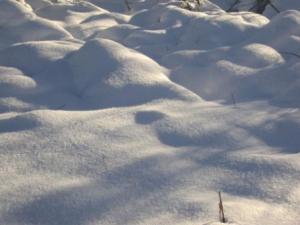 غابات بلدية 