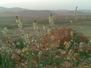 La Flore d'El Bayadh