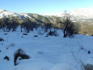 غابات بلدية  المروج  تحت الثلوج 76