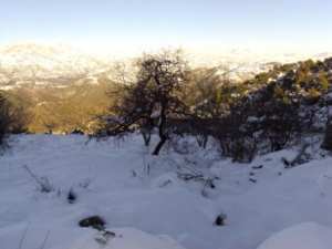 غابات بلدية  المروج  تحت الثلوج 77