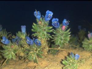 Fleurs Sauvages poussant dans la région de Zerzour (Wilaya d'El Bayadh)