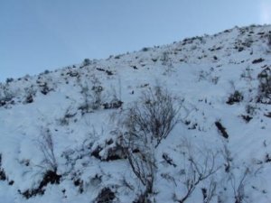 غابات بلدية  المروج  تحت الثلوج 83