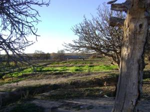 Verdure du printemps dans la périphérie d'El Bayadh
