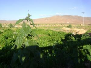 Champs agricoles près de l'Aéroport d'El Bayadh