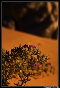 منظر طبيعي بضواحي مدينة  بني عباس  1