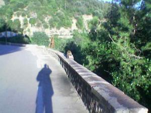 صورة من غابة  سيدي بوعلي