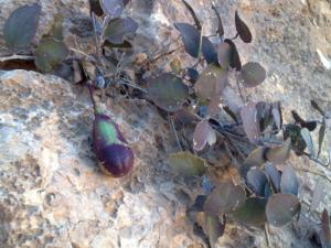 Echantillon de Flore poussant à El Abiodh Sidi Cheikh