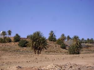 Paysage de la commune de Chellala