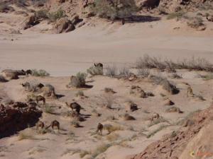 Troupeau de chameaux entrain de paître dans la périphérie d'El Baydah