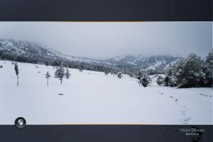 غابة  تيكوية  تحت الثلوج