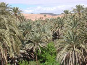 Palmeraie de  Boussemghoun