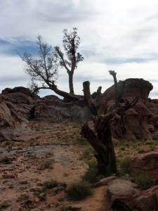 Cyprès de Taroute 2300 ans d'âge