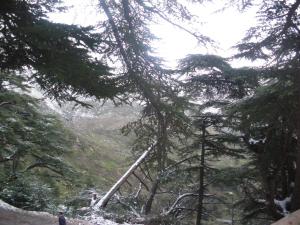 صورة من غابة  تيكجدة  بجبال  الجرجرة