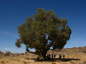 Cupressus Dupreziana dans la région de Tamrit