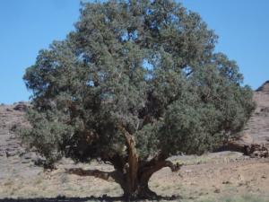 Le Cyprés  de Tamrit