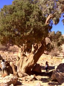 Cyprès Millénaire dans la région de illizi