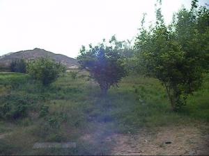 Culture de Pommiers à Djanet