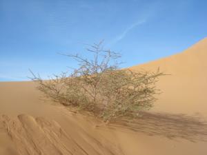 Acacias et Sable