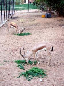 Gazelle à In Abarbar