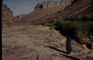 Roches et Végétation à Ihrir (Wilaya de Illizi)