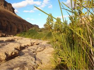 Verdure d'une Oasis à Ihrir