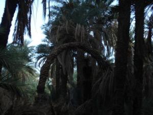 La Palmeraie de Adjahil (Illizi)
