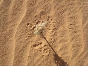 Fleur Solitaire au Milieu du Désert