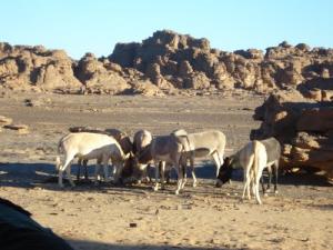 Elevage d?Ânes à Illizi