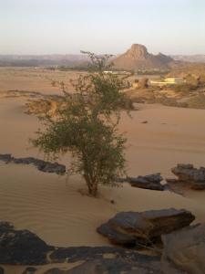 Arbre solitaire dans la vaste Sahara
