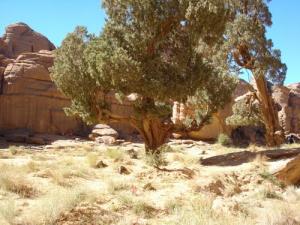 Cyprés de Tamrit (Illizi)