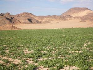 Pâturages  de Tigharrat