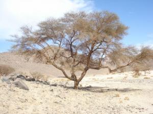 Acacia Amilen (illizi)