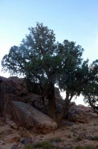 Cyprès du Tassili (illizi)