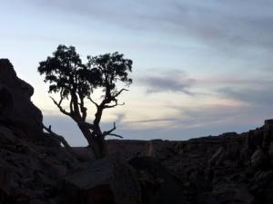 Les Cyprès du Tassili (illizi)
