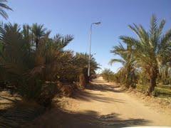 واحة ببلدية  أولاف  (واية أدرار)