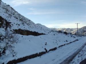 غابات بلدية 