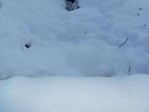 غابات بلدية 