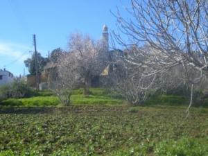 الحقول المجاورة لقرية 