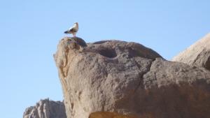 Aigle du Désert d'Illizi