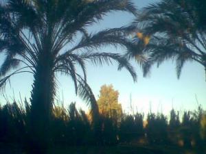 Les Oasis de Bordj Omar Driss (Wilaya d'illizi)