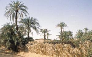 واحة نخيل بمنطقة  أولاد سعيد  (ولاية أدرار)