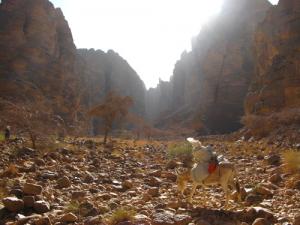 Paysage Rocheux du Tassili