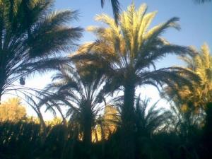 Les Palmeraies de Bordj Omar Driss