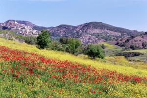 Champ de Coquelicots et de moutarde à Tazalemt