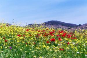 Champ fleuri dans la commune de Tazalemt