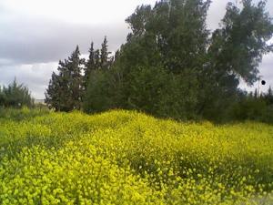Paysage de Tibourtine (wilaya de Bordj Bou Arreridj)