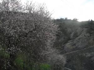 Les amandiers de Aghdan Salah en fleurs