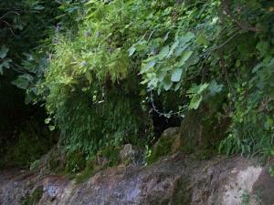 Verdure à El Hammadia