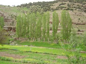 Paysage de Ouled Hamdane (Bordj Bou Arreridj)